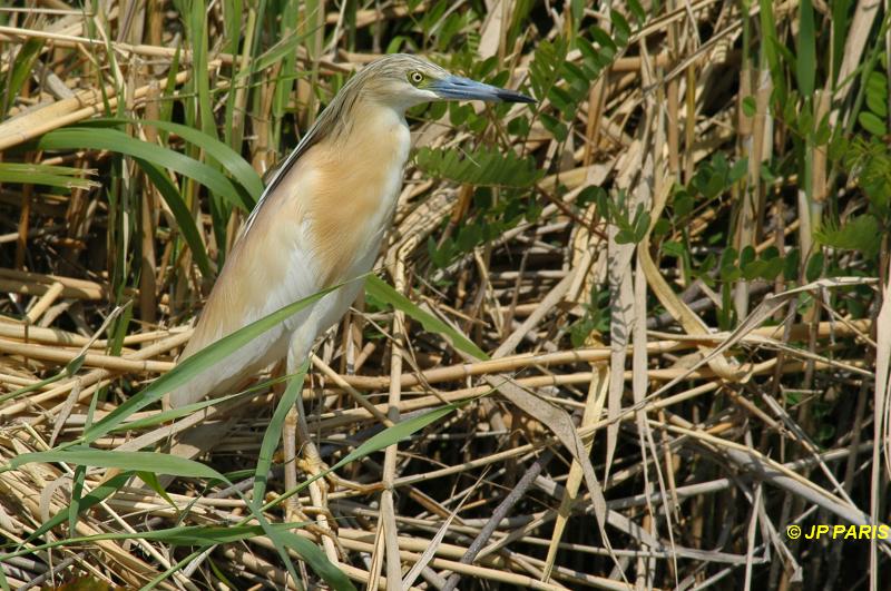 Ardeola ralloides